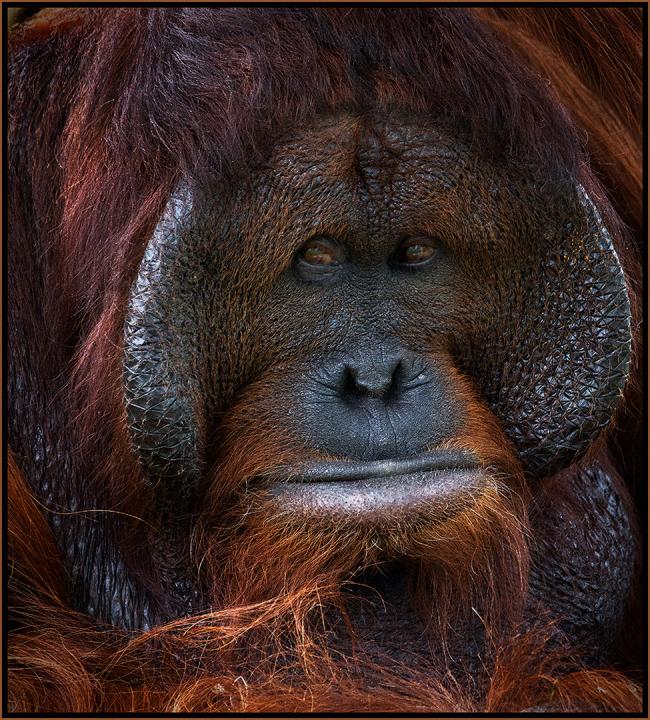 Orangutan | Shutterbug